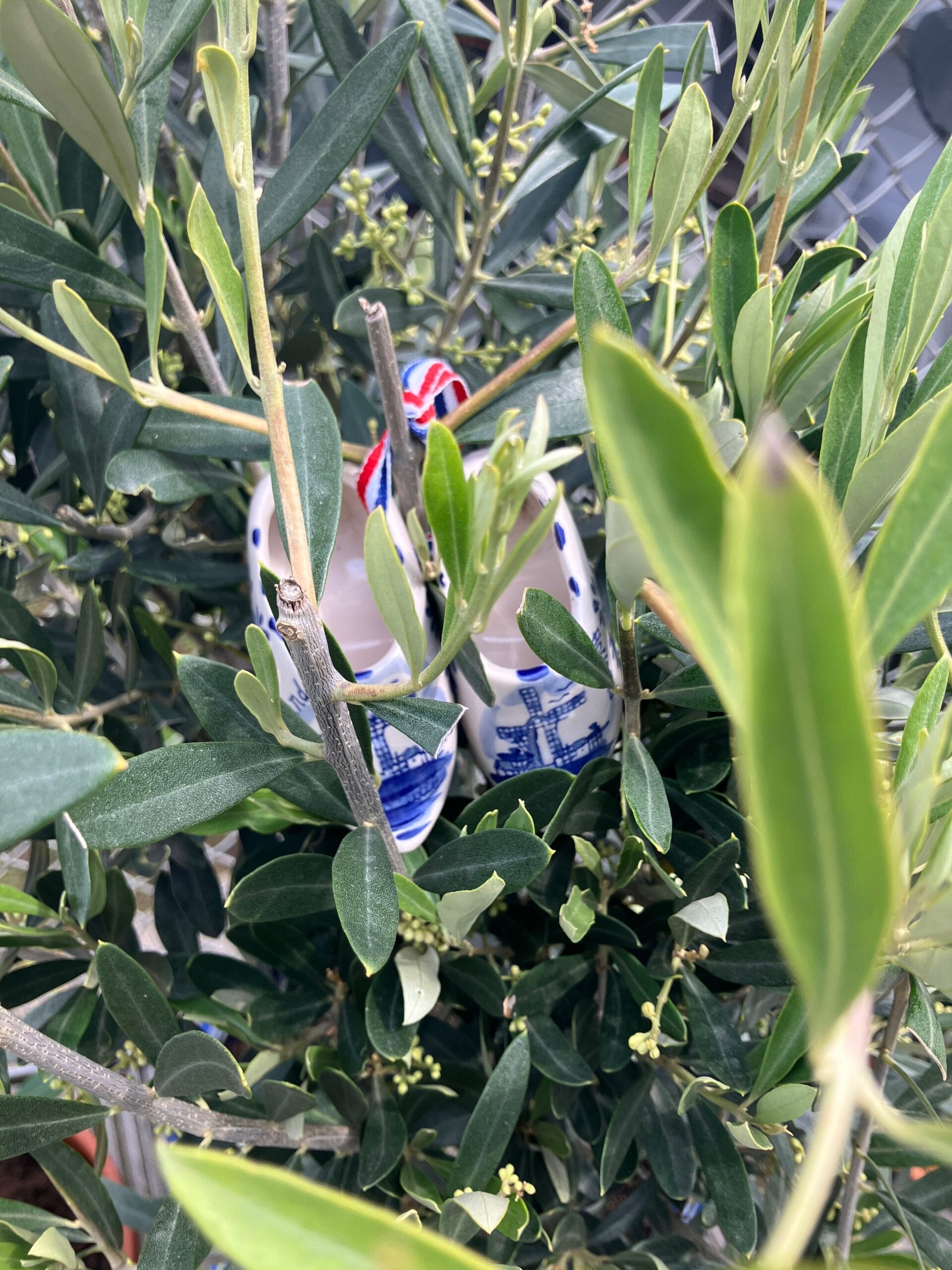 Een kleine olijfboom met mini-klompjes in de kleuren van Nederland